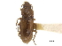  ( - CCDB-30450-E08)  @11 [ ] CreativeCommons - Attribution (2018) CBG Photography Group Smithsonian Institution