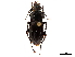 (Abax pyrenaeus - CCDB-30450-F04)  @11 [ ] CreativeCommons - Attribution (2018) CBG Photography Group Smithsonian Institution