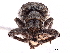  ( - CCDB-30451-A05)  @11 [ ] CreativeCommons - Attribution (2019) CBG Photography Group Smithsonian Institution