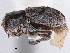  ( - CCDB-30451-A05)  @11 [ ] CreativeCommons - Attribution (2019) CBG Photography Group Smithsonian Institution