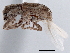  ( - CCDB-30451-A06)  @11 [ ] CreativeCommons - Attribution (2019) CBG Photography Group Smithsonian Institution