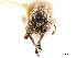  ( - CCDB-30451-A09)  @11 [ ] CreativeCommons - Attribution (2019) CBG Photography Group Smithsonian Institution