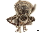  ( - CCDB-30451-A10)  @11 [ ] CreativeCommons - Attribution (2019) CBG Photography Group Smithsonian Institution