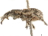 (Eumestorus luctuosus - CCDB-30451-B05)  @11 [ ] CreativeCommons - Attribution (2019) CBG Photography Group Smithsonian Institution