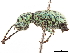  ( - CCDB-30451-C04)  @11 [ ] CreativeCommons - Attribution (2019) CBG Photography Group Smithsonian Institution