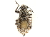  ( - CCDB-30451-C06)  @11 [ ] CreativeCommons - Attribution (2018) CBG Photography Group Smithsonian Institution