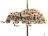  ( - CCDB-30451-C06)  @11 [ ] CreativeCommons - Attribution (2019) CBG Photography Group Smithsonian Institution