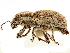  ( - CCDB-30451-C11)  @11 [ ] CreativeCommons - Attribution (2019) CBG Photography Group Smithsonian Institution