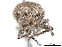  ( - CCDB-30451-D05)  @11 [ ] CreativeCommons - Attribution (2018) CBG Photography Group Smithsonian Institution