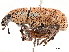  ( - CCDB-30451-D11)  @11 [ ] CreativeCommons - Attribution (2018) CBG Photography Group Smithsonian Institution