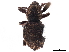  ( - CCDB-30451-E01)  @11 [ ] CreativeCommons - Attribution (2019) CBG Photography Group Smithsonian Institution