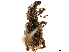  (Claeoteges granulosus - CCDB-30451-E04)  @11 [ ] CreativeCommons - Attribution (2019) CBG Photography Group Smithsonian Institution