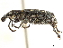  ( - CCDB-30451-E08)  @11 [ ] CreativeCommons - Attribution (2018) CBG Photography Group Smithsonian Institution