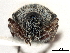  ( - CCDB-30451-F04)  @11 [ ] CreativeCommons - Attribution (2018) CBG Photography Group Smithsonian Institution