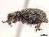  ( - CCDB-30451-F04)  @11 [ ] CreativeCommons - Attribution (2018) CBG Photography Group Smithsonian Institution