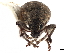  ( - CCDB-30451-F08)  @11 [ ] CreativeCommons - Attribution (2018) CBG Photography Group Smithsonian Institution