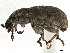  ( - CCDB-30451-F08)  @11 [ ] CreativeCommons - Attribution (2018) CBG Photography Group Smithsonian Institution
