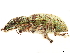  ( - CCDB-30451-F11)  @11 [ ] CreativeCommons - Attribution (2018) CBG Photography Group Smithsonian Institution