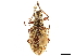  (Mimographus lineatocollis - CCDB-30451-F12)  @11 [ ] CreativeCommons - Attribution (2018) CBG Photography Group Smithsonian Institution