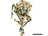  (Mimographopsis - CCDB-30451-G01)  @11 [ ] CreativeCommons - Attribution (2018) CBG Photography Group Smithsonian Institution
