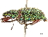  (Mimographus amandus - CCDB-30451-G02)  @11 [ ] CreativeCommons - Attribution (2018) CBG Photography Group Smithsonian Institution