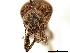  ( - CCDB-30451-G07)  @11 [ ] CreativeCommons - Attribution (2018) CBG Photography Group Smithsonian Institution