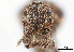  ( - CCDB-30451-G08)  @11 [ ] CreativeCommons - Attribution (2018) CBG Photography Group Smithsonian Institution