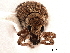  (Anypotactus exilis - CCDB-30451-H10)  @11 [ ] CreativeCommons - Attribution (2018) CBG Photography Group Smithsonian Institution