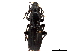 (Percus passerini - CCDB-30452-A03)  @11 [ ] CreativeCommons - Attribution (2018) CBG Photography Group Smithsonian Institution