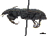  (Poecilus fortipes - CCDB-30452-A05)  @11 [ ] CreativeCommons - Attribution (2018) CBG Photography Group Smithsonian Institution
