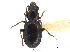  ( - CCDB-30452-C10)  @11 [ ] CreativeCommons - Attribution (2018) CBG Photography Group Smithsonian Institution