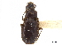  ( - CCDB-30452-C11)  @11 [ ] CreativeCommons - Attribution (2018) CBG Photography Group Smithsonian Institution