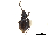  (Paratrechus - CCDB-30452-C12)  @11 [ ] CreativeCommons - Attribution (2018) CBG Photography Group Smithsonian Institution