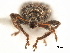  (Apodrosus epipolevatus - CCDB-30453-A01)  @11 [ ] CreativeCommons - Attribution (2018) CBG Photography Group Smithsonian Institution