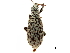  (Polydrosodes - CCDB-30453-A05)  @11 [ ] CreativeCommons - Attribution (2018) CBG Photography Group Smithsonian Institution