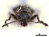 ( - CCDB-30453-B01)  @11 [ ] CreativeCommons - Attribution (2018) CBG Photography Group Smithsonian Institution