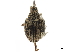  (Apion metum - CCDB-30453-B12)  @11 [ ] CreativeCommons - Attribution (2018) CBG Photography Group Smithsonian Institution