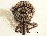  ( - CCDB-30453-B12)  @11 [ ] CreativeCommons - Attribution (2018) CBG Photography Group Smithsonian Institution