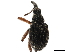  (Apion iteratum - CCDB-30453-C01)  @11 [ ] CreativeCommons - Attribution (2018) CBG Photography Group Smithsonian Institution