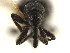  ( - CCDB-30453-C02)  @11 [ ] CreativeCommons - Attribution (2018) CBG Photography Group Smithsonian Institution
