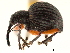  ( - CCDB-30453-C11)  @11 [ ] CreativeCommons - Attribution (2018) CBG Photography Group Smithsonian Institution