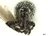  ( - CCDB-30453-E07)  @11 [ ] CreativeCommons - Attribution (2018) CBG Photography Group Smithsonian Institution