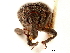  ( - CCDB-30453-H04)  @11 [ ] CreativeCommons - Attribution (2018) CBG Photography Group Smithsonian Institution