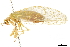  (Drepanicus chrysopinus - CCDB-32124-H07)  @11 [ ] CreativeCommons - Attribution (2018) CBG Photography Group Smithsonian Institution