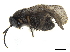 (Ancyloneura varipes - CCDB-32126-B03)  @13 [ ] CreativeCommons - Attribution (2018) CBG Photography Group Smithsonian Institution