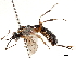  (Alloplasta superba - CCDB-32126-C01)  @11 [ ] CreativeCommons - Attribution (2018) CBG Photography Group Smithsonian Institution