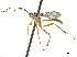  (Acerastes pertinax - CCDB-32126-C09)  @14 [ ] CreativeCommons - Attribution (2018) CBG Photography Group Smithsonian Institution