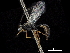  (Chirotica thyridopteryx - CCDB-32126-D01)  @11 [ ] CreativeCommons - Attribution (2018) CBG Photography Group Smithsonian Institution