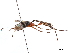  ( - CCDB-32126-E02)  @14 [ ] CreativeCommons - Attribution (2019) CBG Photography Group Smithsonian Institution