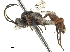  (Anisobas - CCDB-32126-E08)  @14 [ ] CreativeCommons - Attribution (2019) CBG Photography Group Smithsonian Institution